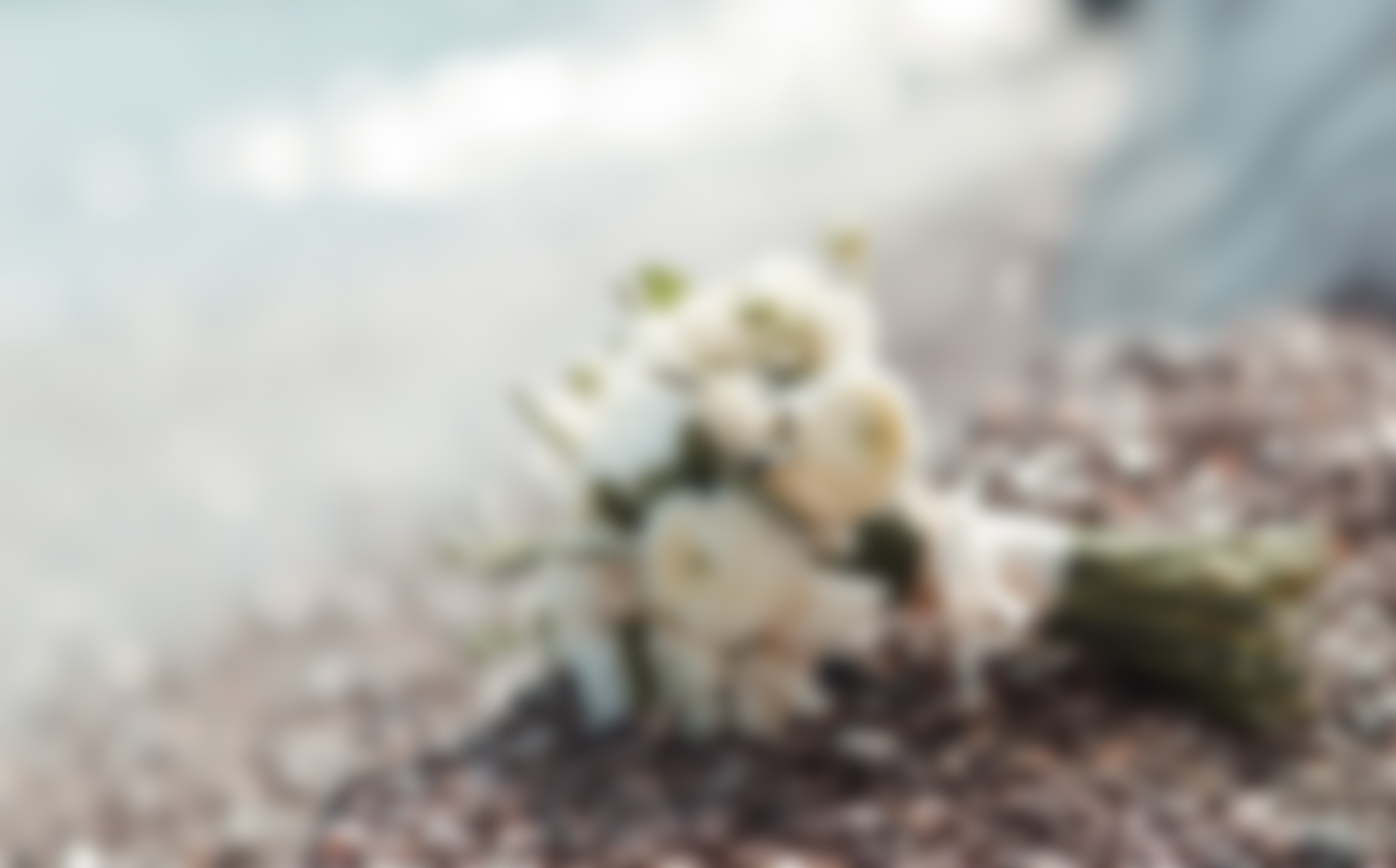 Floristería 24 horas 